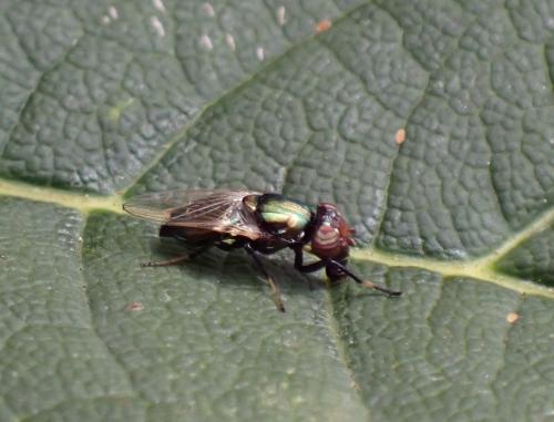Réf. 308 491 : Physiphora alceae